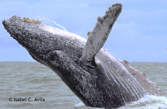 Humpback Whale