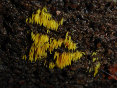 Mucronella flava