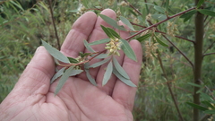 Salix mucronata