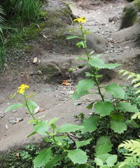 Senecio rufiglandulosus