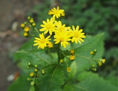 Senecio rufiglandulosus