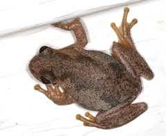 Litoria dentata