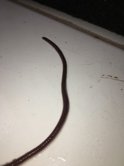 Liotyphlops ternetzii