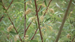 Salix mucronata