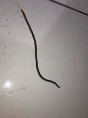 Liotyphlops ternetzii