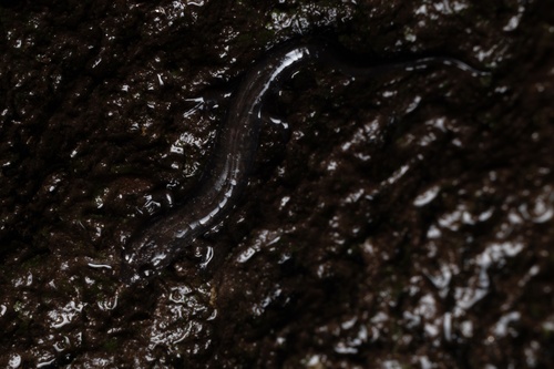 Great Balsams Mountain Dusky Salamander