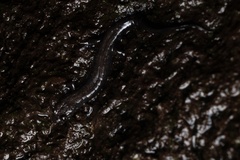 Great Balsams Mountain Dusky Salamander