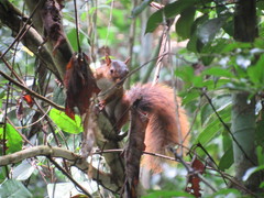 Sciurus spadiceus