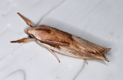 Pilostibes basivitta