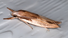 Pilostibes basivitta