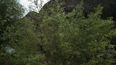 Salix mucronata