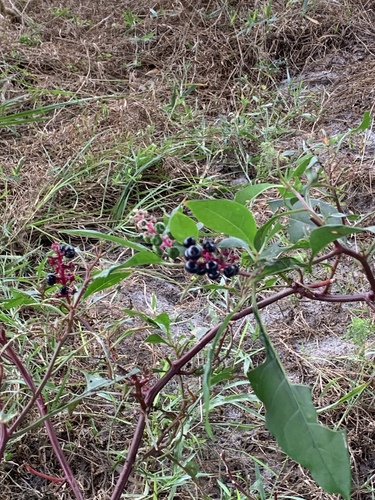 Phytolacca americana image