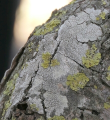 Pertusaria pertusa