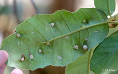 Aceria mackiei