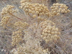 Seseli gummiferum