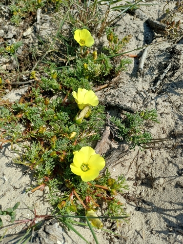 Duiker-root (Grielum grandiflorum)