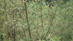 Salix mucronata