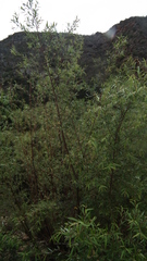 Salix mucronata