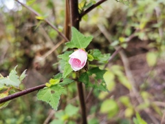 Pavonia columella