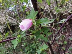Pavonia columella
