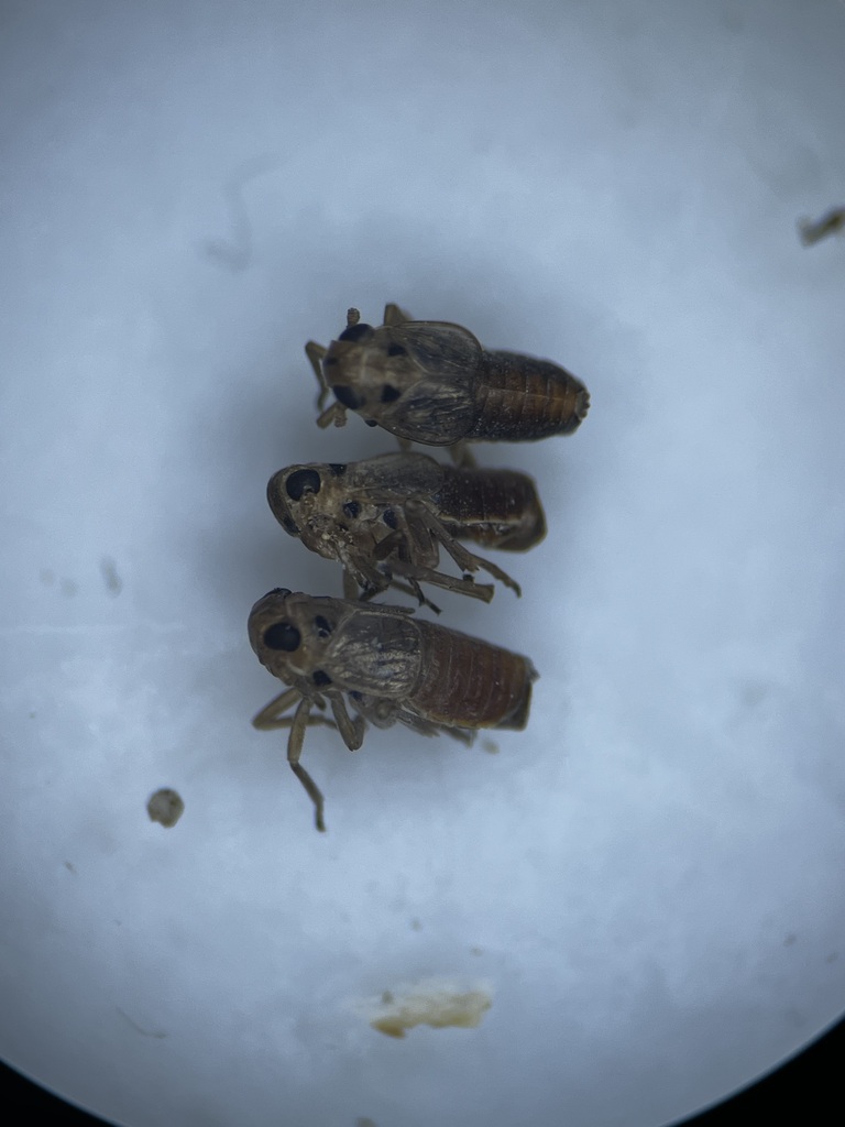 Stiroma affinis