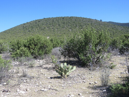 Saltillo juniper (Juniperus saltillensis)