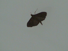 Pilocrocis ramentalis