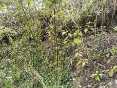 Pavonia columella