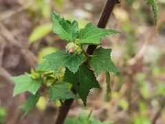 Pavonia columella