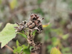 Pavonia columella