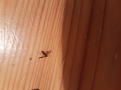 Insecta