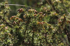 Aspalathus astroites