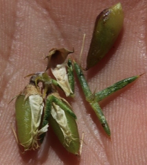 Aspalathus astroites