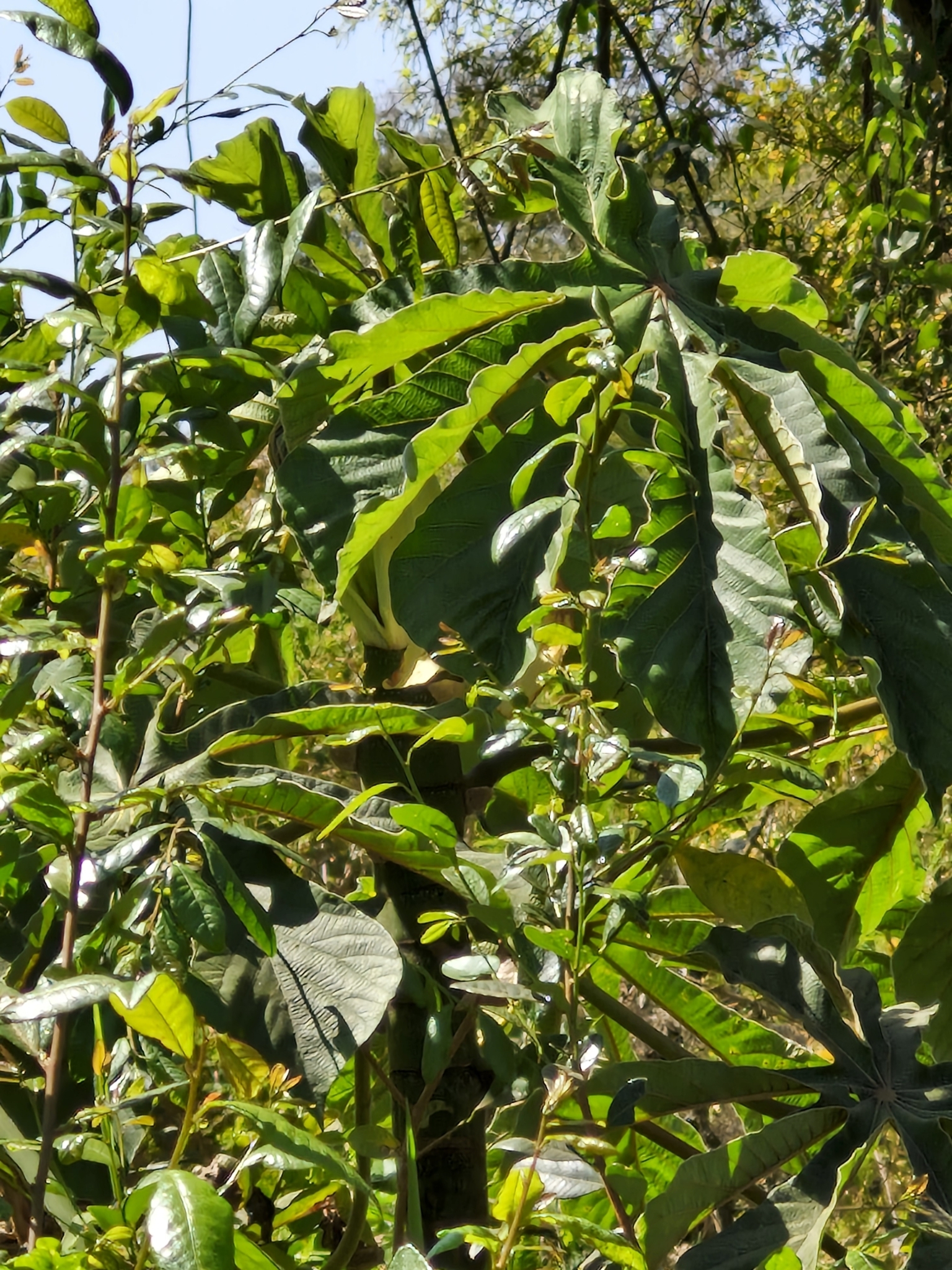 Cecropia glaziovii
