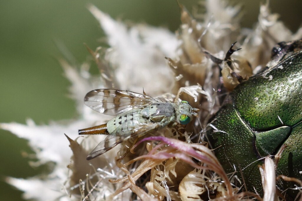 Greater Knapweed Stem Fly