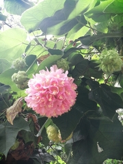 Dombeya × cayeuxii