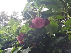 Dombeya × cayeuxii