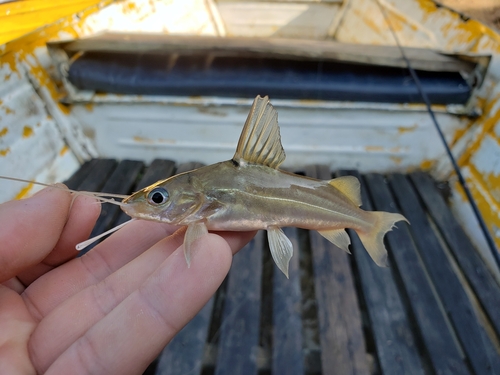 Bloch's catfish (Pimelodus blochii) — Pimelodidae — 2