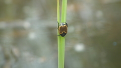 Popillia bipunctata
