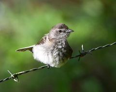 Myiophobus crypterythrus