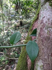 Rhaphidophora hongkongensis