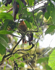 Clibanornis rubiginosus