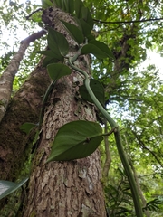 Rhaphidophora hongkongensis