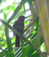 Syndactyla subalaris