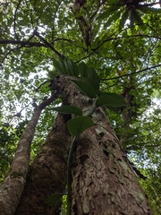 Rhaphidophora hongkongensis