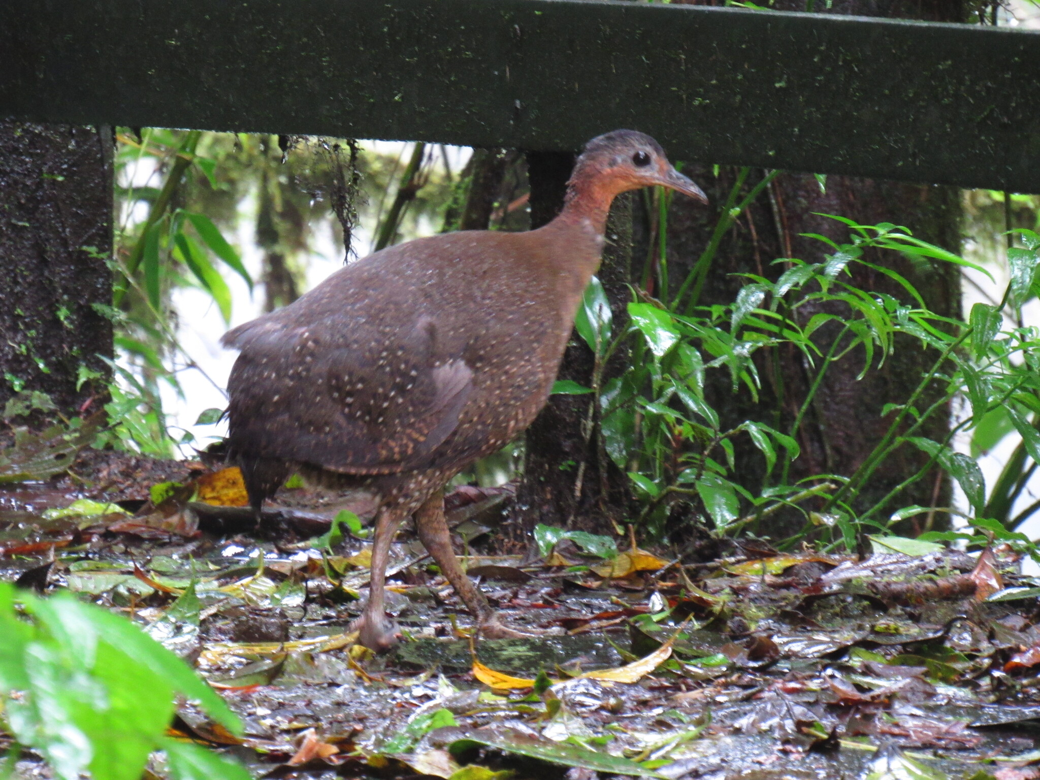Highland Tinamou illustration
