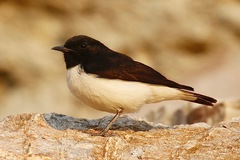 Oenanthe albonigra