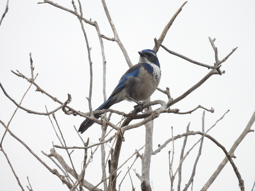 iNaturalist observation photo of California Scrub-Jay