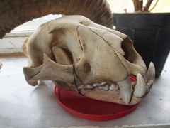 Panthera pardus tulliana