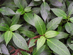 Strobilanthes hamiltoniana